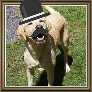 Profile Picture of Sean Cavaliere (@cavaliere119) on Instagram