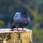 Profile Picture of Nilanjan Bhattacharya (@najnalin) on Flickr