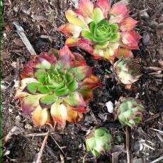 Profile Picture of Starla Nelson (@Im_A_pia) on Twitter