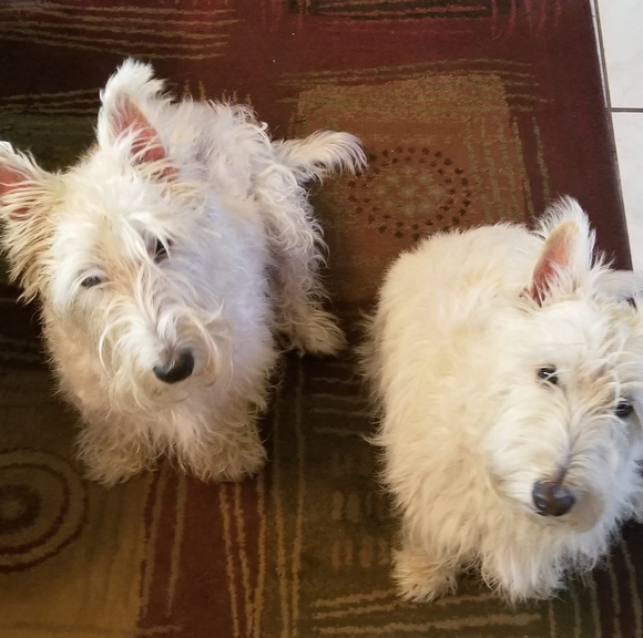 Profile Picture of Steve Hochberg (@sleddog0303) on Poshmark