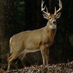 Chase Nathan Alberth - Instagram Profile Picture of Chase Nathan Alberth (@c.n.alberth2) on Instagram