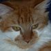 Profile Picture of jeanne a (@applegatejeanne7) on Pinterest