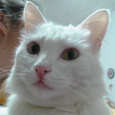 Profile Picture of Martha Barrón Solís (@MarthaBarrnSol1) on Twitter