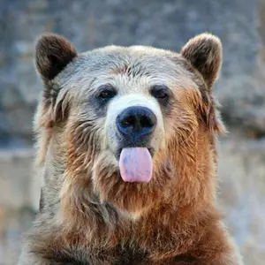 Шутка Мишутка 😛 - Tiktok Profile Picture of Шутка Мишутка 😛 (@shutka.mishutka) on Tiktok