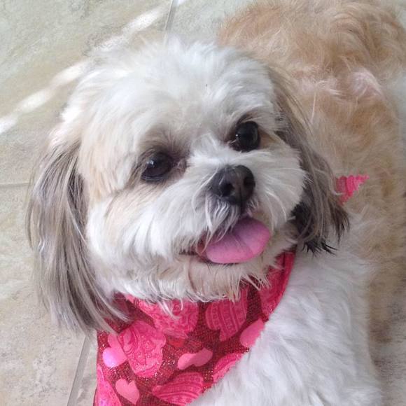 Profile Picture of Bertha Nichols (@berthafordogs) on Poshmark