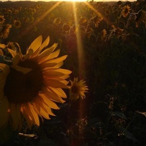 Profile Picture of Nicolas Eustache (@nicolaseustache) on Myspace