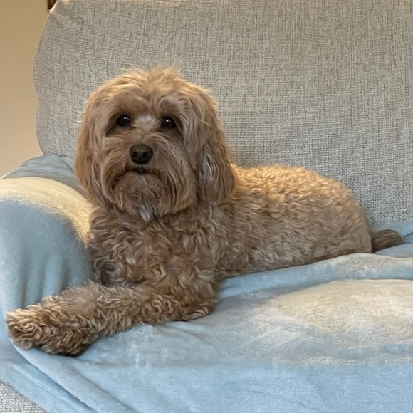 Profile Picture of Huck Huxley (@huckhuxley) on Poshmark