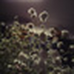 Profile Picture of jeffrey chen (@MacJeff86) on Flickr