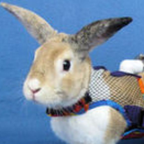 Profile Picture of Elise Zwikelmaier (@itsstubbz) on Poshmark