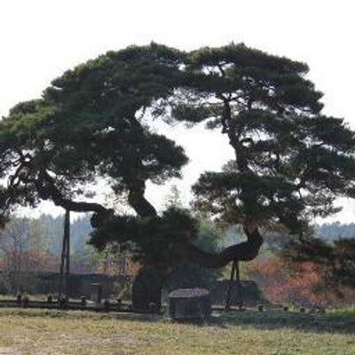 Michel Deschamps - Twitter Profile Picture of Michel Deschamps (@micheldeschamp2) on Twitter