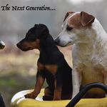 Profile Picture of Jodi L Gray (@butterball_kennel) on Instagram