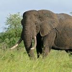 Profile Picture of Boris Frederick (@borisfrederickcx) on Instagram