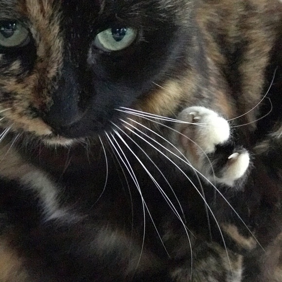 Profile Picture of Jessie Lafosse (@jlaf86) on Poshmark