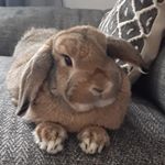 Profile Picture of Jim the rabbit (@jimmy__the_rabbit_) on Instagram