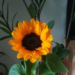 Profile Picture of petraladner (@petraladner) on Tiktok