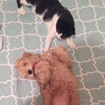 Maya & Steven - Instagram Profile Picture of Maya & Steven (@goris.club) on Instagram