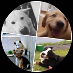 Profile Picture of JEFF, LUNA E JOE (@jeff_e_luna) on Instagram