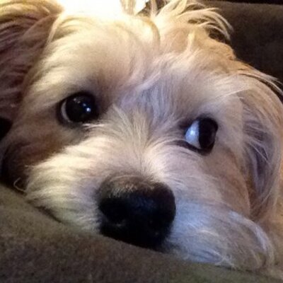 Profile Picture of Jenna Shapiro (@jshap5) on Twitter
