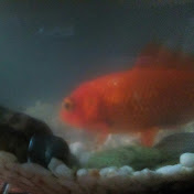 Profile Picture of Daniel Marcus (@danielmarcus8254) on Youtube