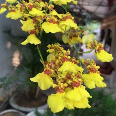 Profile Picture of Kenneth Vu (@kenneth666888) on Twitter