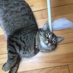 Profile Picture of Impératrice Joséphine Senécal (@minoune_my_sisters_cat) on Instagram