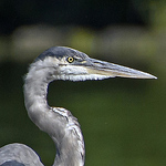 Profile Picture of A.joseph Images (@a.joseph images) on Flickr