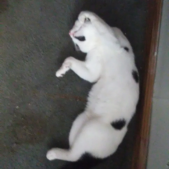 Profile Picture of Deborah Bray (@deborahbray) on Poshmark