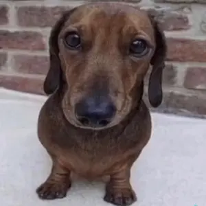 Profile Picture of silashb (@silashb) on Tiktok
