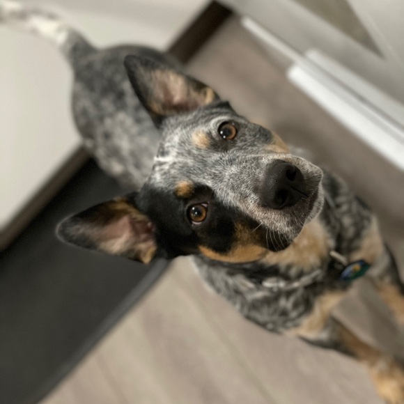 Profile Picture of Ryan Tritini (@prouddogdad) on Poshmark