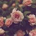 Profile Picture of Daniela Barron (@daniela_b001) on Pinterest