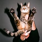 Profile Picture of Mike Spears (@mikespearsz) on Instagram