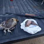 Profile Picture of Kyle Lundeen (@kokaneecobra) on Instagram