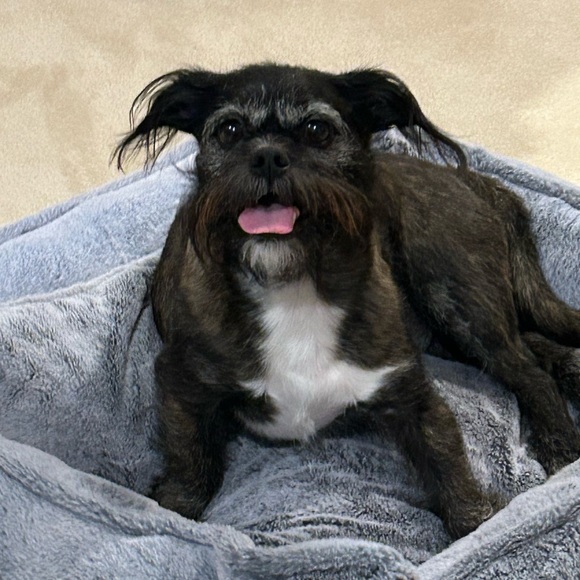 Profile Picture of Rebecca Chatterjee (@beccachatt) on Poshmark