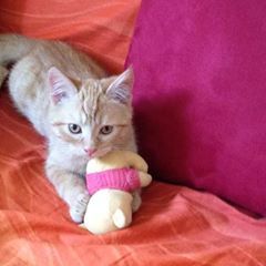 Profile Picture of Angelo Valleri (@angelovalleri) on Tiktok