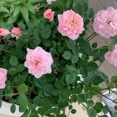 Profile Picture of MICHIKO TAKAHASHI (@MICHIKOTAKAHA15) on Twitter