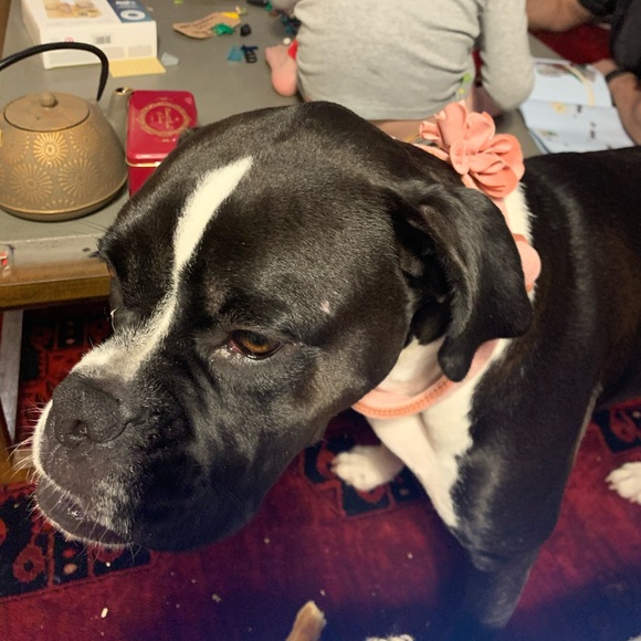 Profile Picture of Amanda Barrette (@azbarrette1) on Poshmark