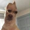 Profile Picture of Shreddy Krueger (@bradmcchaderson) on Tiktok