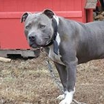 Profile Picture of Calvin & Jessica Meadows (@grey_linekennel662) on Instagram