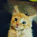 Profile Picture of Nolan😻 (@nolanhuffman_) on Instagram