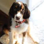 Profile Picture of Winnie (@winniethespringerspaniel) on Instagram