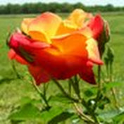 Profile Picture of Eric Hatler (@erichatler3263) on Youtube