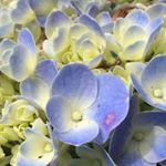 Profile Picture of Rosa Margarita Valiente (@valiente8512) on Instagram