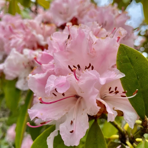 Profile Picture of Marta Torkalo (@martha871) on Poshmark