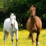 Profile Picture of Michaela Almeida (@horsecrazy231685) on Instagram