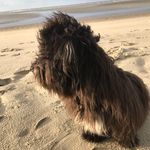 Profile Picture of Kevin Wilken (@joey.2.3.4) on Instagram