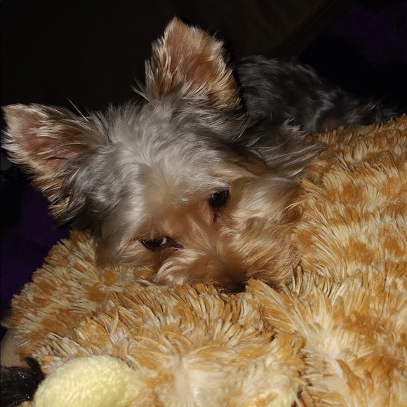 Profile Picture of Lisette Rocha (@lisetterocha) on Poshmark