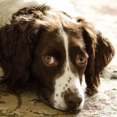 Profile Picture of Joanne Hepburn (@JoanneHepburn3) on Twitter