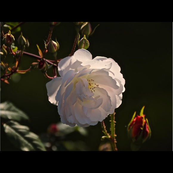 Profile Picture of Fiza Sadiq (@fizasadiq004) on Poshmark