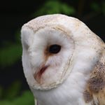 Declan Kenny - Instagram Profile Picture of Declan Kenny (@jamesdecay) on Instagram