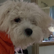 Profile Picture of Daniel Sardella (@danielsardella5309) on Youtube